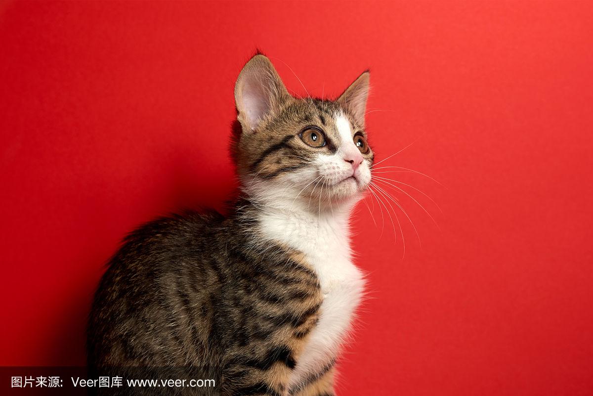 蜜桃视颏 蜜桃视颏不轻易点击不明链接