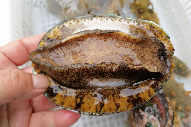 蜜桃fly 蜜桃可能是蜜桃一个话题标签