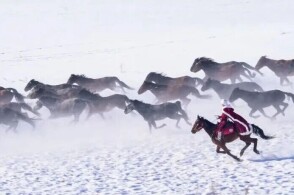 51gg.net 其界面设计直观清晰