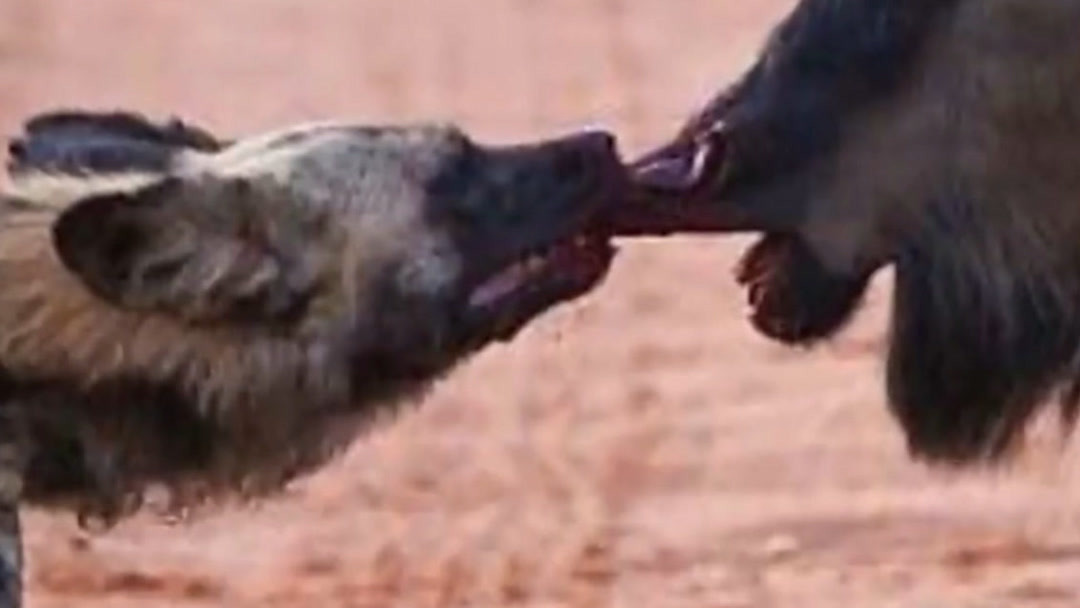 短视频导航 快手创作者中心：功能类似