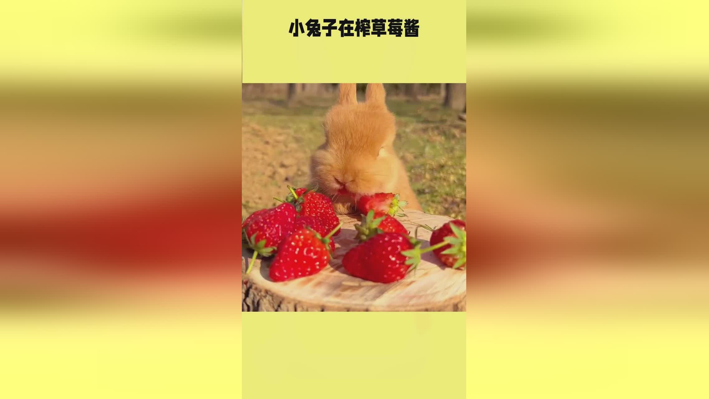 啄木鸟系列里的最像中国人