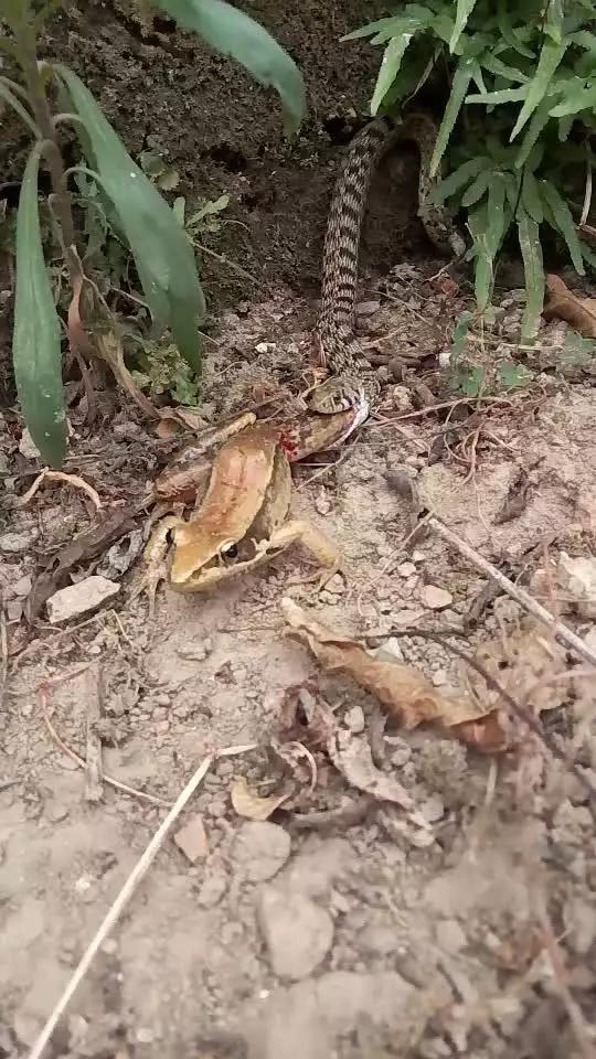 在线观看视频小明 线观关于在线观看视频内容