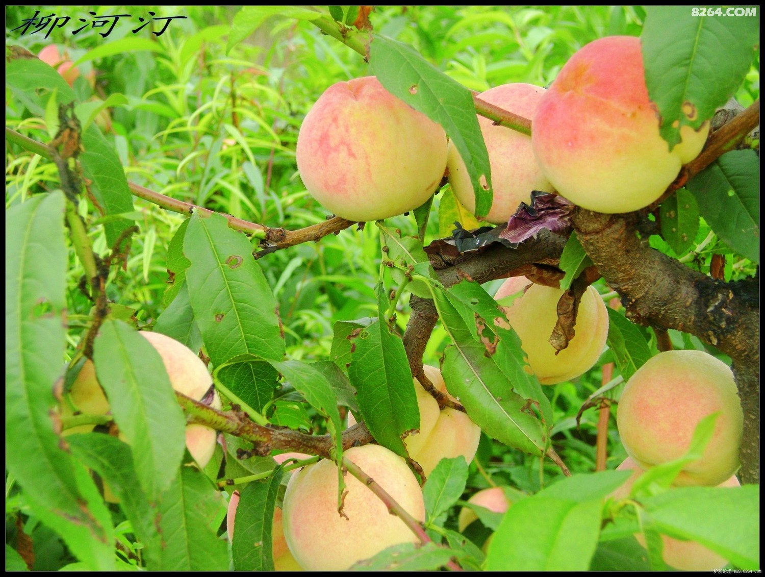 爆料在线视频 爆料增强了社区属性