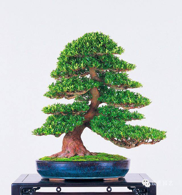 视频按摩影院 达到双重减压的按摩效果