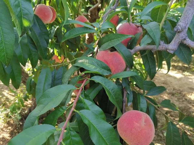 v影视 影视部分内容需要会员