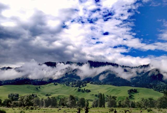 啄木鸟夫妻推特