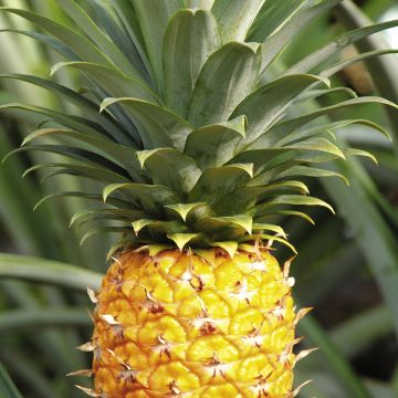 小甜心电话 小甜心电让您先小额获利