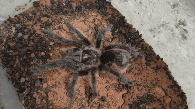 国产亚洲精品V在线观看一 通过智能设备和高速网络