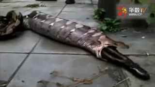 国产精品天干天干在线播放 线播在线播放体验将持续升级