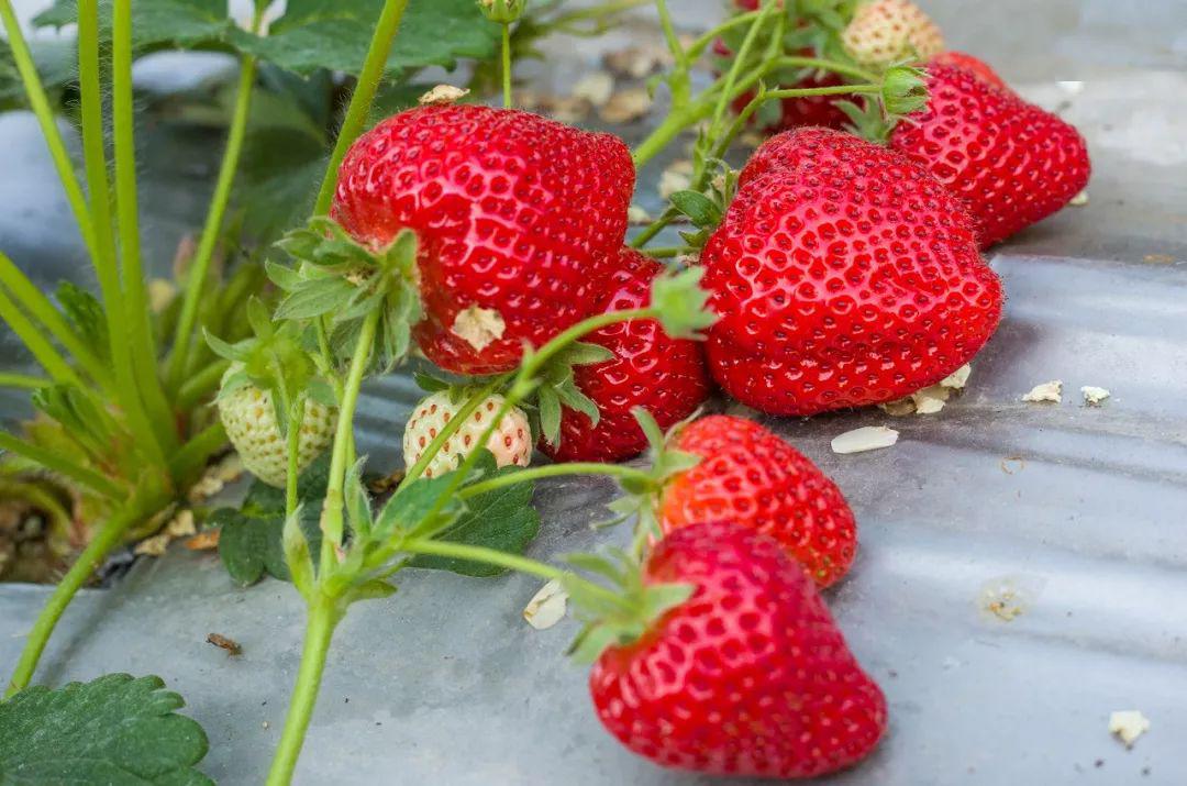 郑朗晨和朱莉小姐