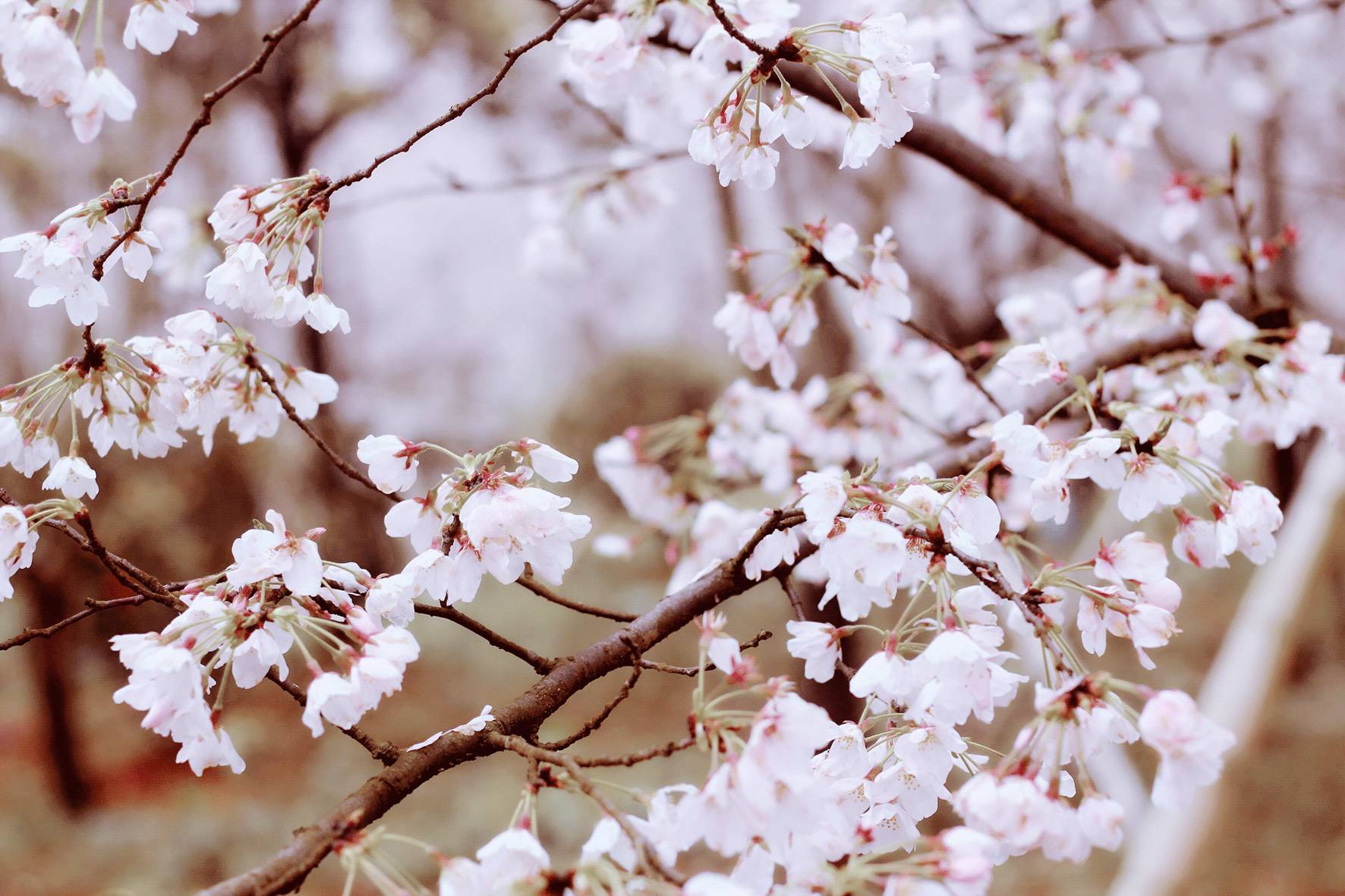 高清 视频 DCI 4K：电影行业标准