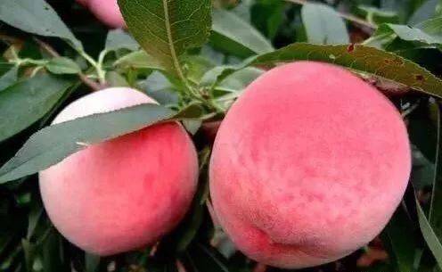 本周最佳视频 本周Vox的最佳解说类视频等