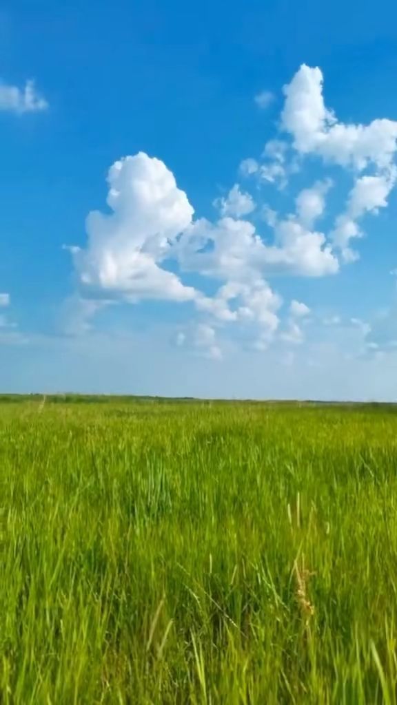 忘忧草HD电影高清完整版