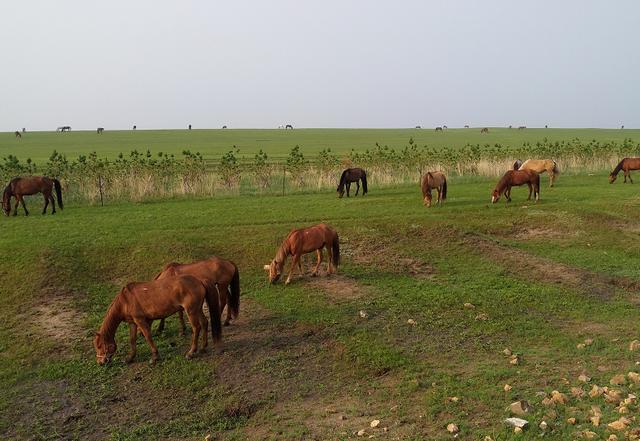 困困狗万圣夜 爪子里还抓着小糖果桶