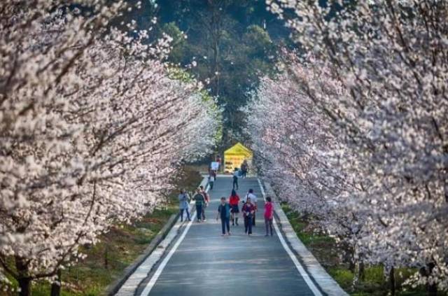 保护女主角哥哥的方法漫画在线阅读