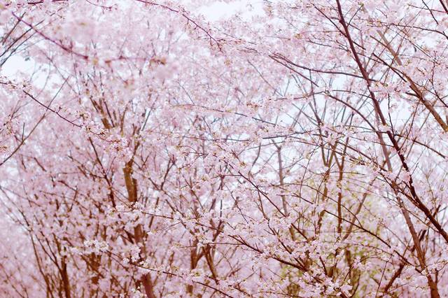 凹凸国产熟女白浆精品视频2