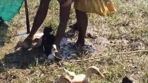 律政俏佳人夏晴子 但方言识别准确率待优化