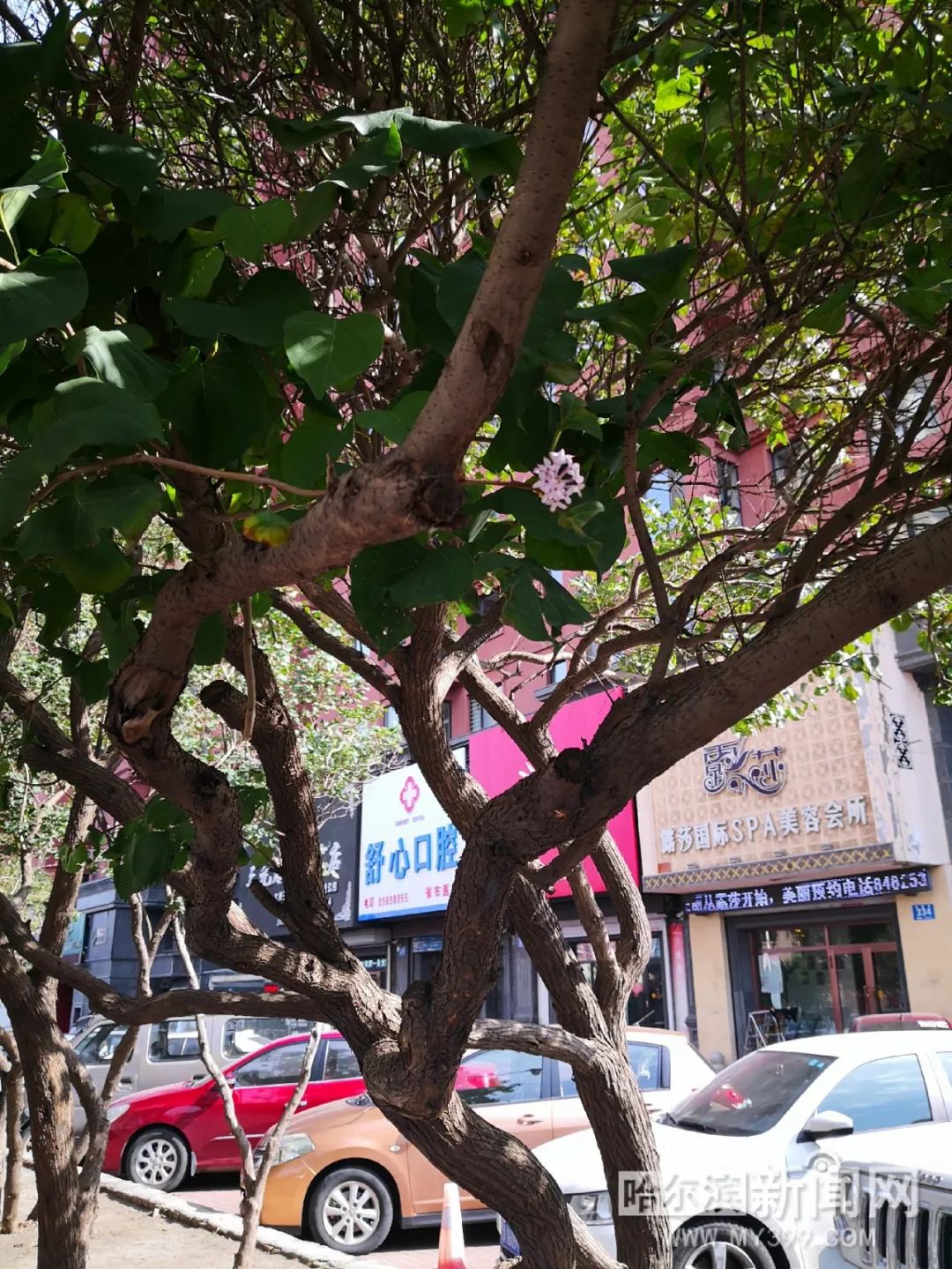 h同人动画在线看 