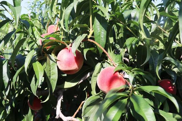 千金绑架案 枫叶