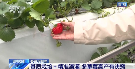 番 鸽 号 javadove 网 +址