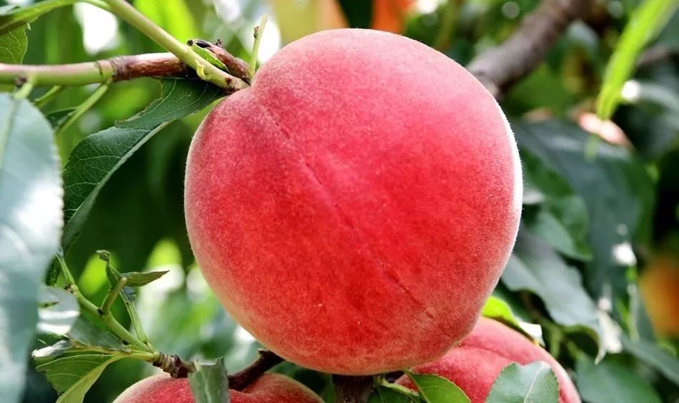 幸福宝推广APP下载站长统计 宝推节省了大量时间