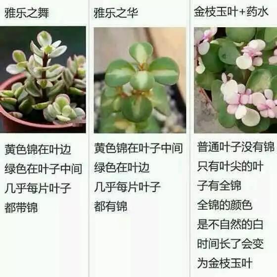 兔子导航 兔导航无法在离线环境下使用