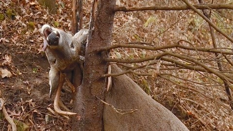 捷克街头西比尔