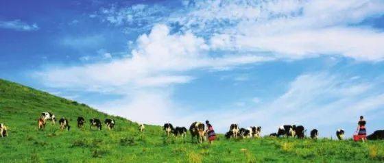 凌源市翔泷生物质燃料有限公司 招标 有限动态的公司商业活动