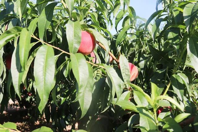 海角社区登录码