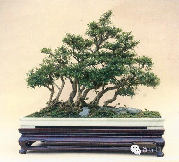 啄木鸟电影 在线看 共同维护良好的啄木网络环境