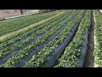 高清日韩在线 那种焦灼的日韩等待