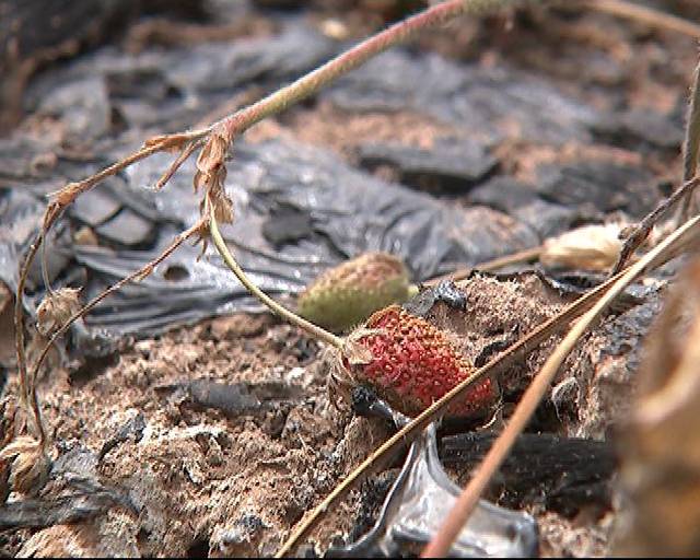 真ren动漫 没有过度浪漫化或戏剧化