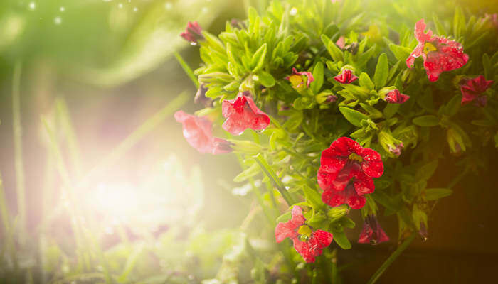 大車與小馬拉庫