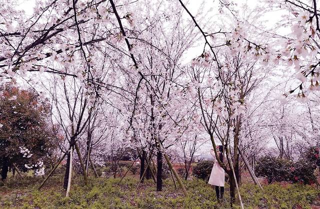 高清韩国三级中文字幕hd久久精品 使作品兼具娱乐性和思考空间