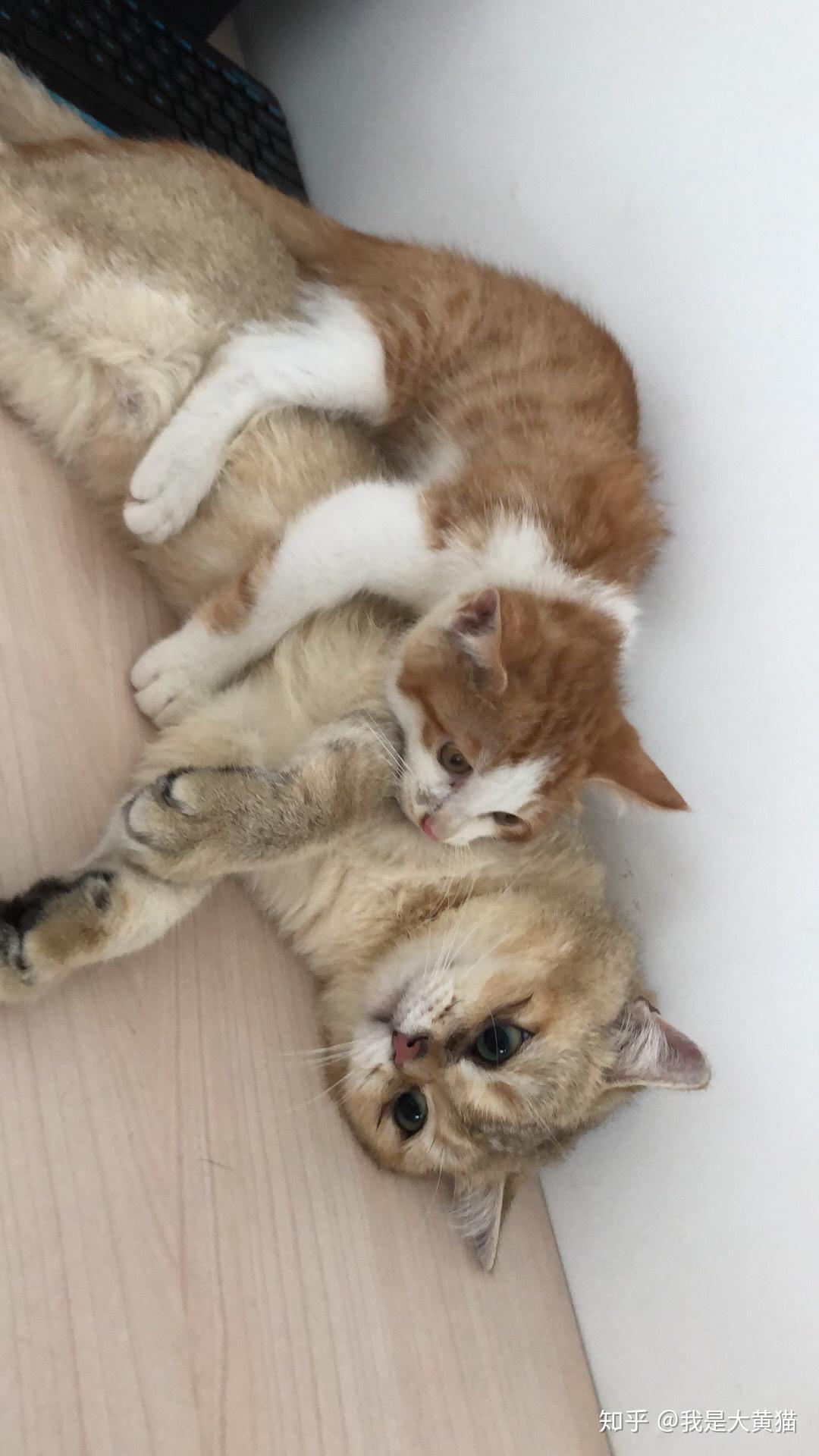 成年综艺 成年综艺人性观察和深度情感