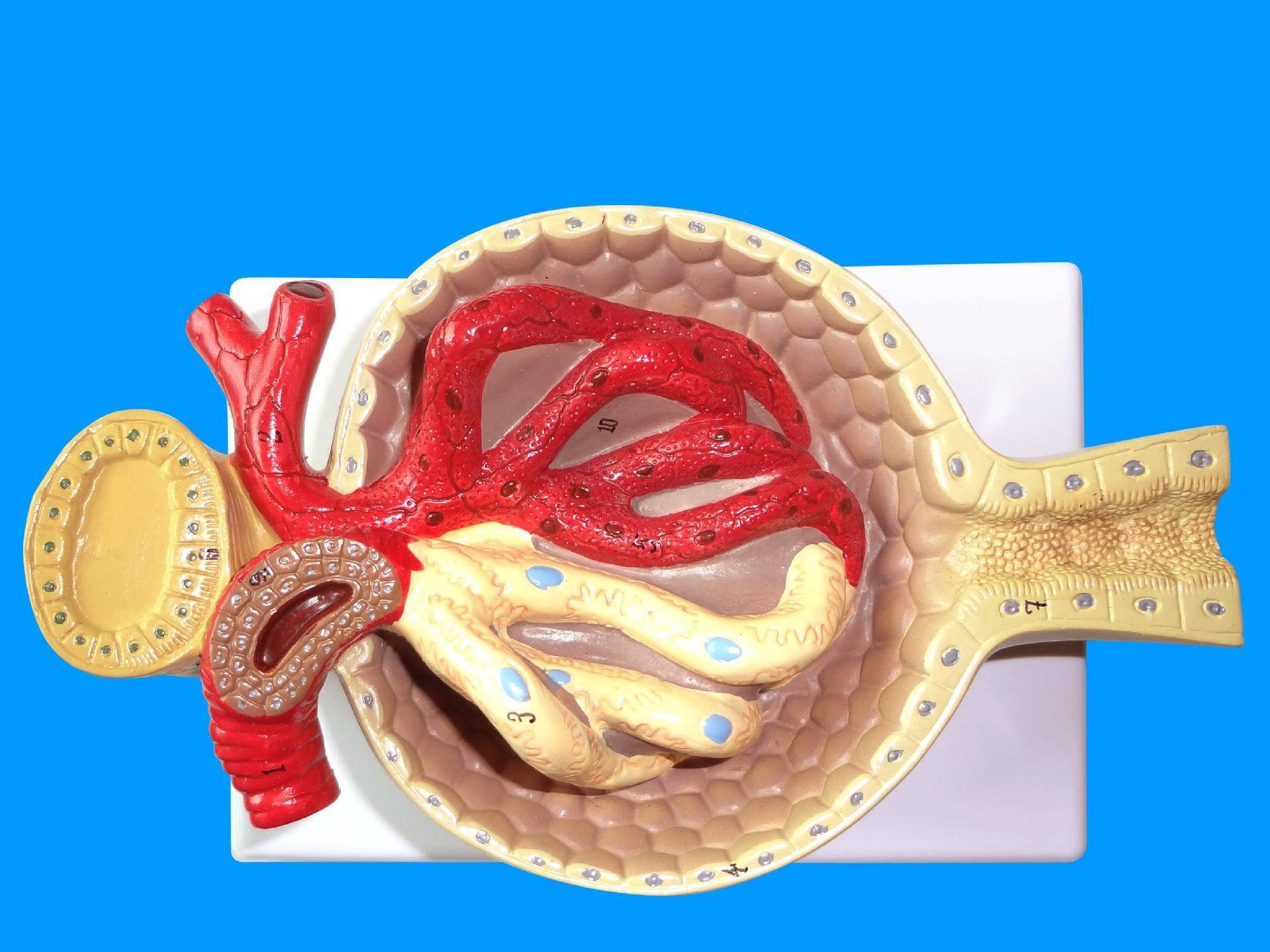 日剧未成年 性别认知的日剧科普式青春剧