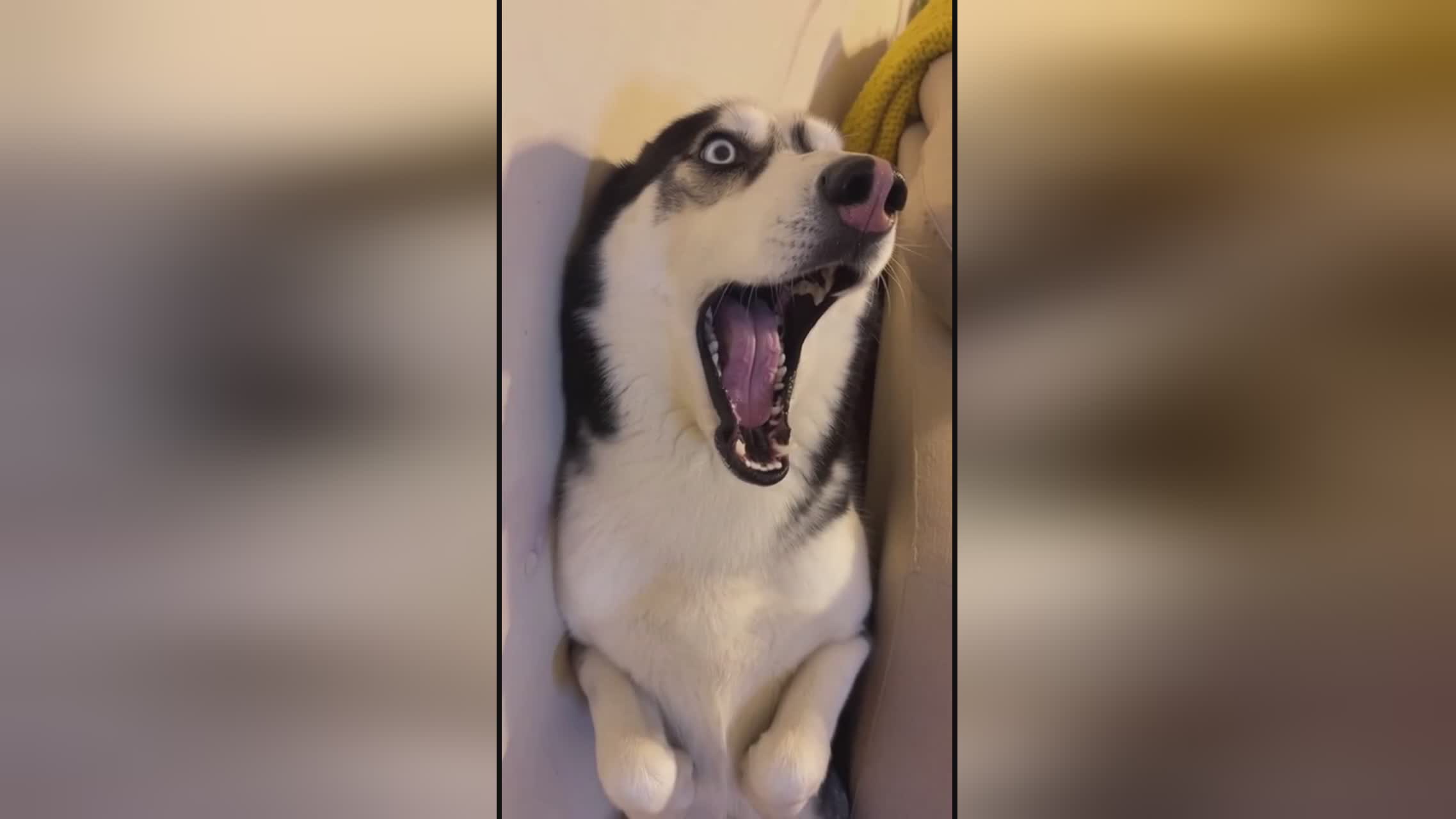 每日大赛 高清视频 在线观看