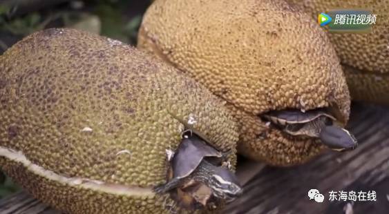 黄色问答 如果您是黄色问答家长