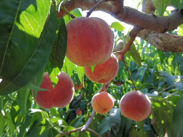 同人动漫网站 适合发现各种风格的画师