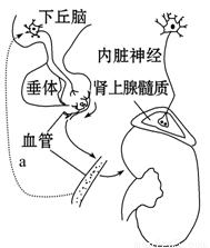 番 号 +鸽 jab dove 漫 画