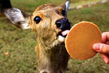 国产A∨精品一区二区三区1 国产《山海情》等剧集