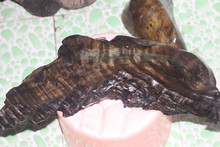 柚子猫内射频大全