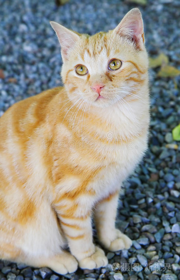 话梅糖电影在线 糖电独播剧集的影线首选
