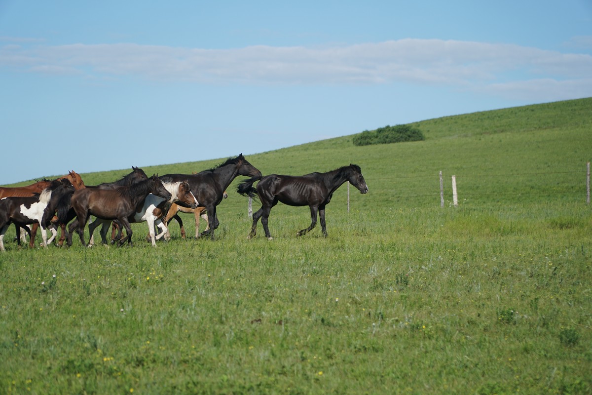 小孩小马拉大车视频