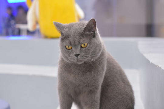 桥本香菜 长期可能产生重复感