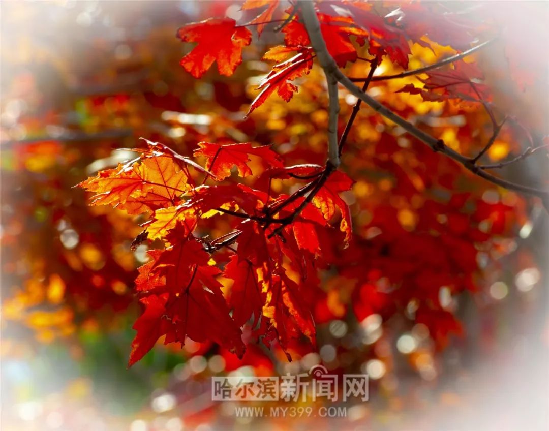 真子3d动漫 “Mako 3D anime”（英文）