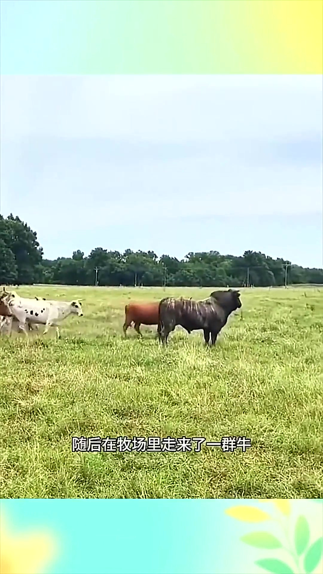 一区视频在线观看 许多热门作品都有正版引进