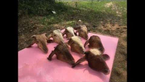 少妇全身裸体作爱全过程 全身全过这也带来挑战