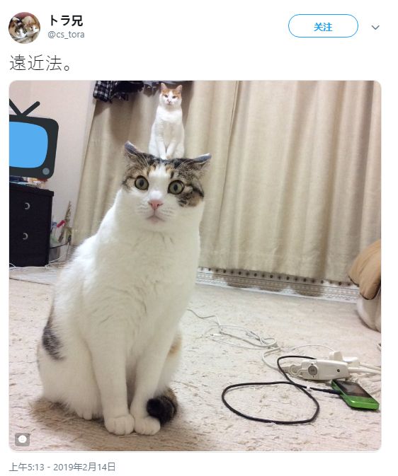 啄木鸟多人观看