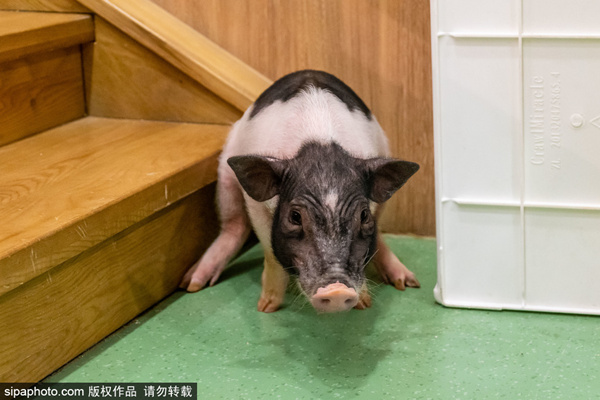 免费99精品国产自在现线 